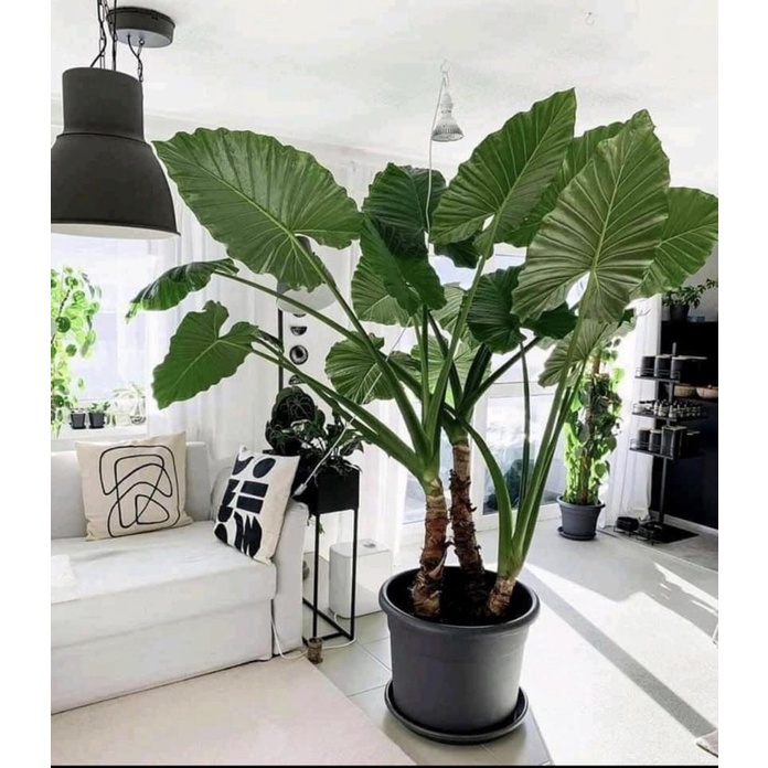 Ráy voi xanh mua 2 tặng 1