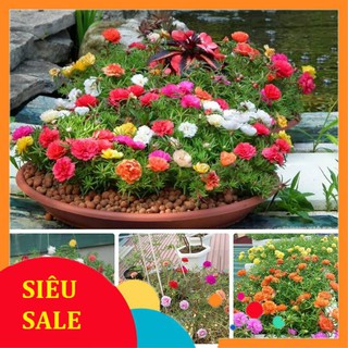 100 Hạt giống hoa Mười giờ mix (tặng gói kích nẩy mầm và hướng dẫn) VIETPHAT