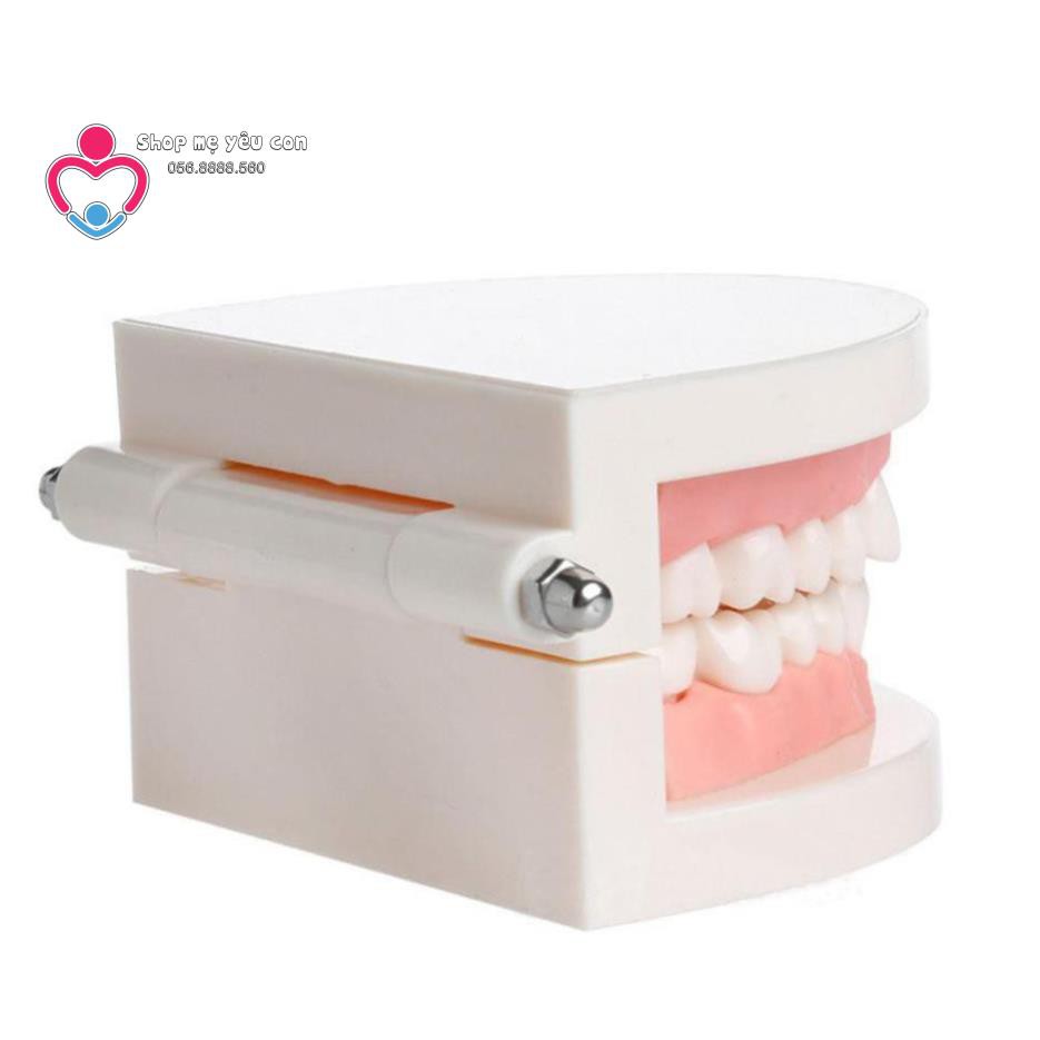 Mô hình hàm răng giả dùng trong giáo dục bé tập đánh răng