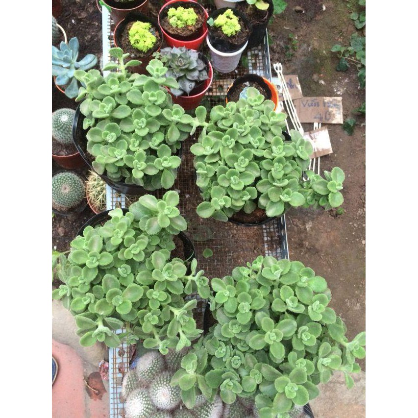 Sen Thơm - Chậu Cây Cảnh