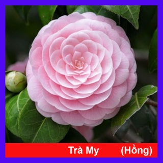  Cây Hoa Trà My  Hồng  ra hoa sau 4-5 tháng - caykiengsadec 
