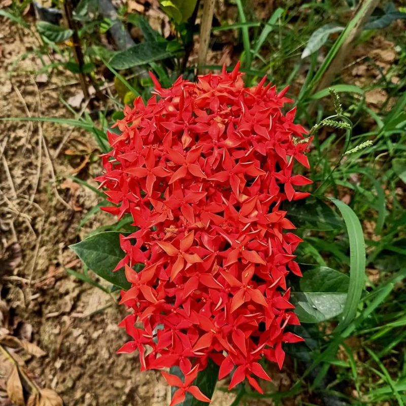 Cây giống mẫu đơn mỹ đỏ. Cây bán cao 70cm