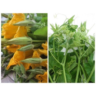 Hạt giống Bí đỏ ăn ngọn và hoa - Ngọn to siêu mập 20 gram