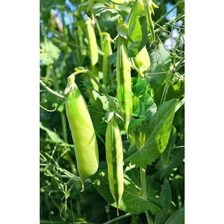 HẠT GIỐNG ĐẬU HÀ LAN - GÓI 20 GRAMMS626