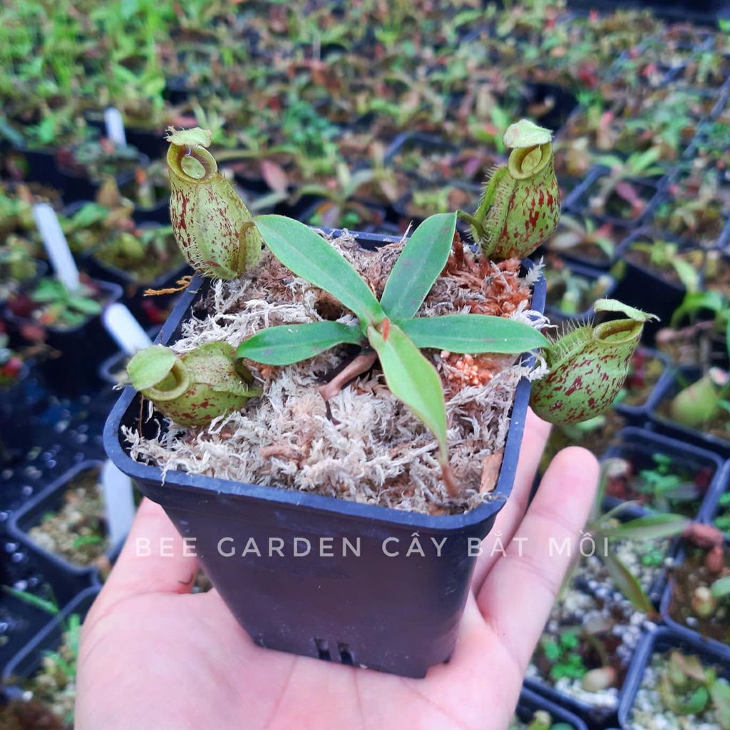 Cây bắt côn trùng, cây nắp ấm gieo hạt