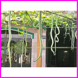 [ Hạt giống Rau] Gói 2g hạt giống mướp rắn - Mina Shop