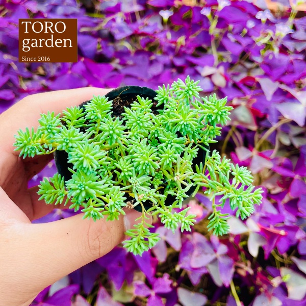 Sen đá sedum cơm Đà Lạt size bé cây cảnh trang trí nhà cửa Toro garden