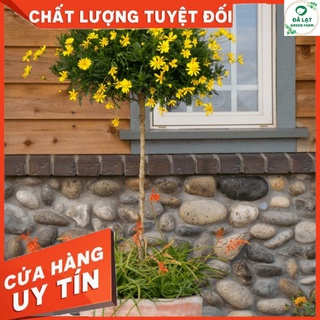 💥100H_HẠT GIỐNG HOA CÚC THÂN GỖ (NẢY MẦM CỰC CHUẨN)💥