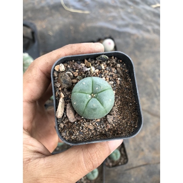 xuống rồng lopho hàng hạt