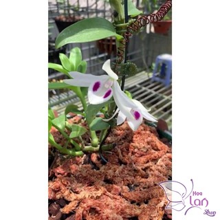 COMBO 3 CẤY Phi điệp 5 cánh trắng Phú Thọ ki năm 2
