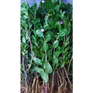 combo 20 cây dừa cạn