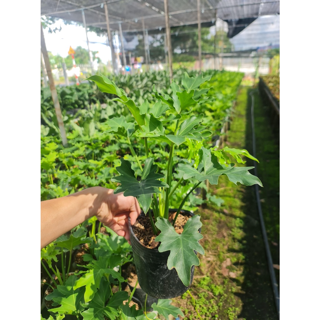 CÂY TRẦU BÀ THANH XUÂN SIZE NHỎ ,, phong thuỷ để bàn mini GIÁ RẺ, lọc không khí, Cây Tươi Nguyên CTN0880