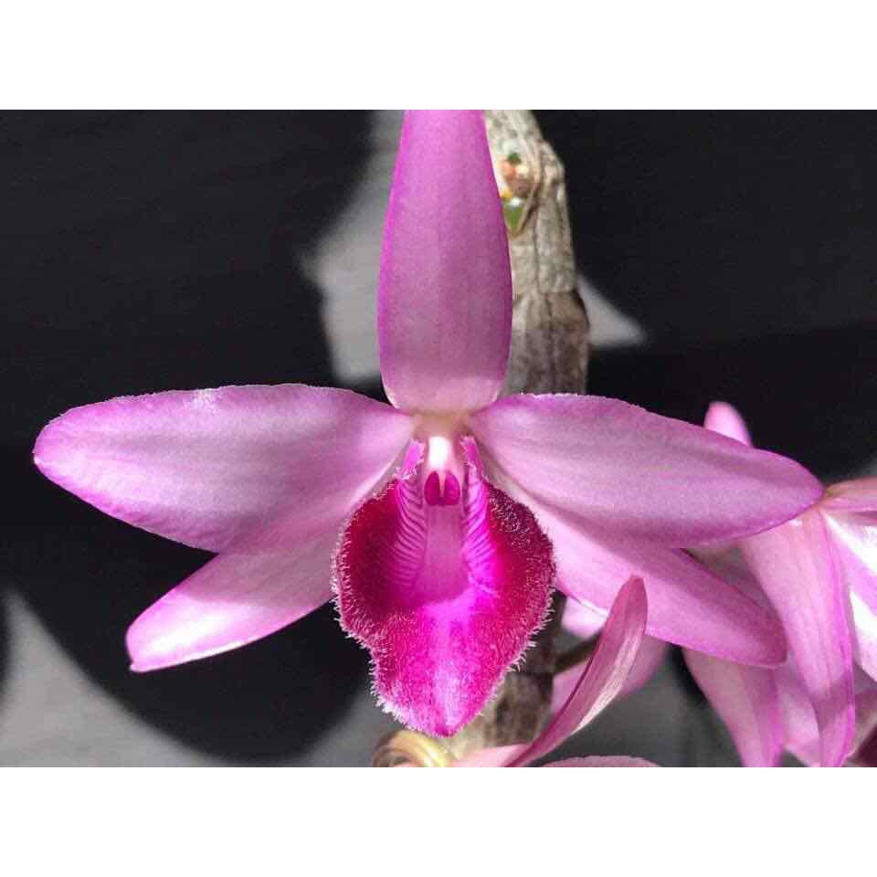 Hoa lan Phi điệp DI LINH NÙ TALI