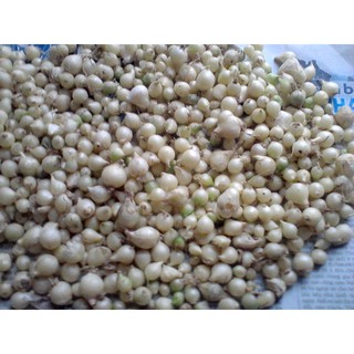 500g hành tăm nghệ an