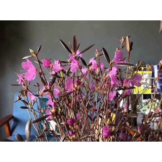 Hoa đỗ quyên ngủ đông (sỉ lẻ)