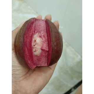Cây 🌲 Ổi Tím Malay lá đỏ trái đỏ