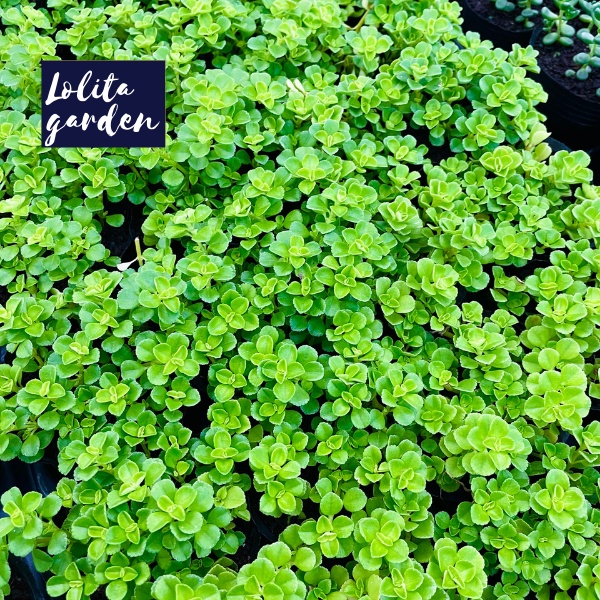 SEN ĐÁ CỎ SEDUM LỤC HÀ SIZE BÉ, HÀNG ĐÀ LẠT, SIÊU XINH SIÊU KHỎE, LỖI 1 ĐỔI 1