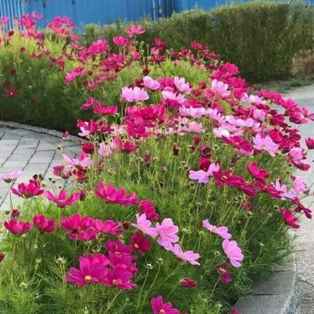 hạt giống hoa sao nhái 100 hat