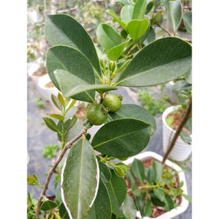 Cây ổi  sim nhật giống  cao 50cm