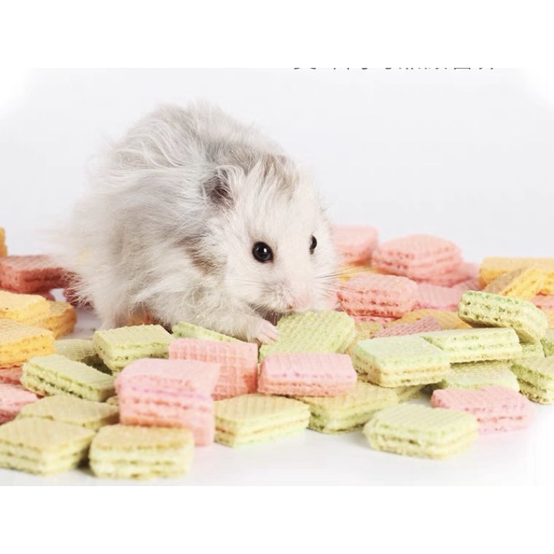 bánh xốp trái cây cho hamster / thỏ/ bọ / sóc/ nhím