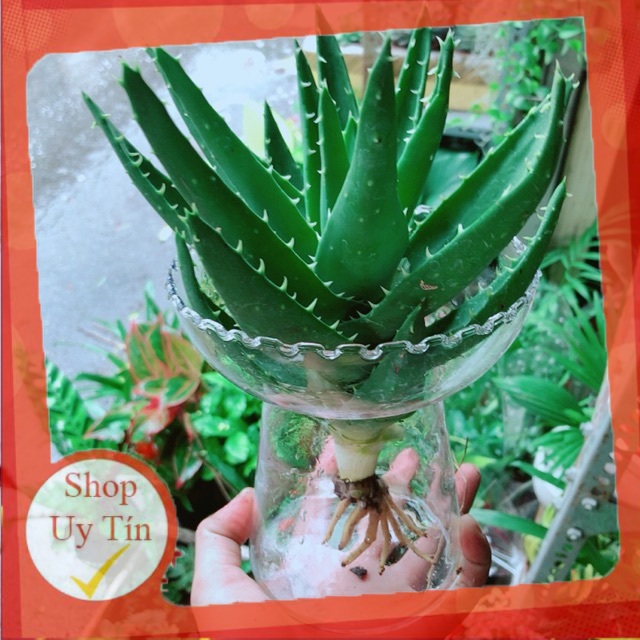 Nha Đam Trồng Thuỷ Sinh