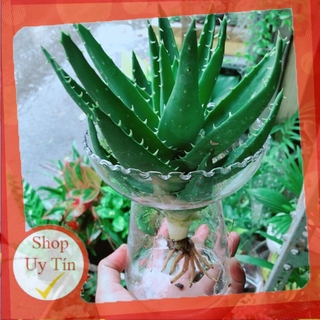 Nha Đam Trồng Thuỷ Sinh