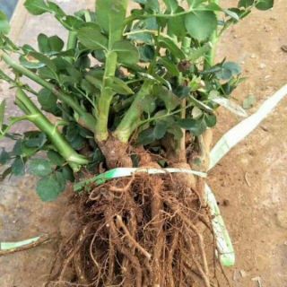 Cây Hồng   9 màu Hoa lựa chọn