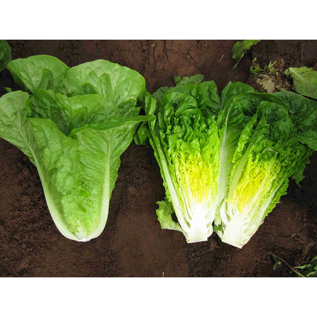 Gói Hạt Giống Xà Lách Romaine Chịu Nhiệt 2gr Giống Mới Chịu Nhiệt 4 Mùa