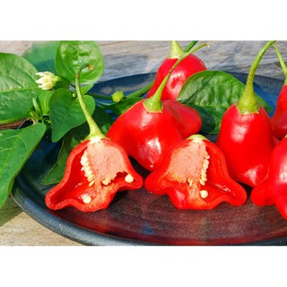 Hạt giống Ớt hoa hồng (Hà Lan) 0.1gr
