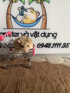 Xe đẩy siêu thị cho bé iu