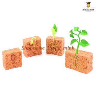 Mô hình Vòng đời của cây đậu