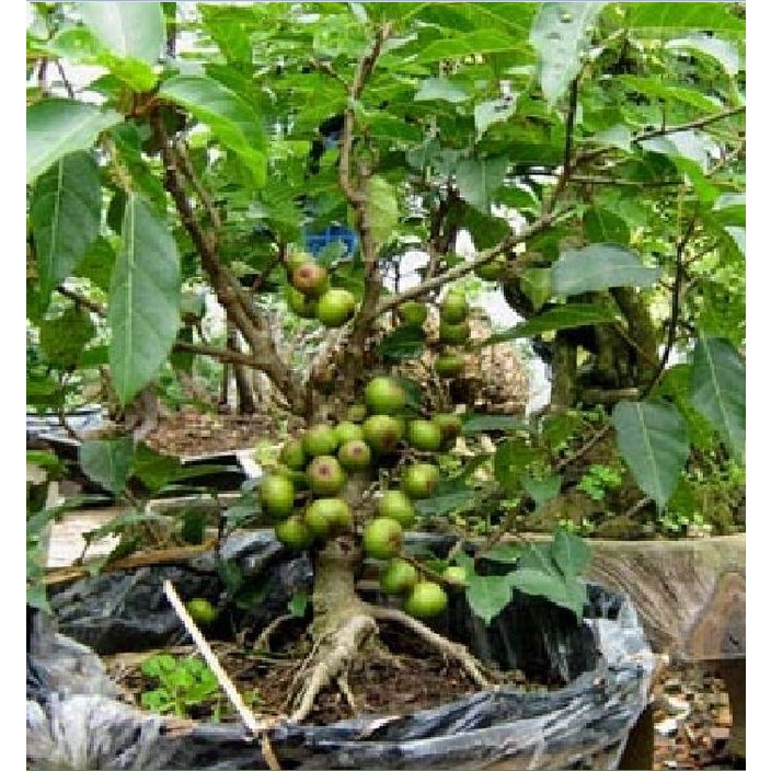 Hạt Giống Cây Sung Bonsai  - Gói 10 Hạt KNS298