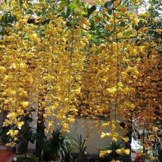 Lan hoàng dương siêu hoa- Trang trí sân vườn- Decor- Phong thuỷ- Cây hoa kiểng Đồng Tháp