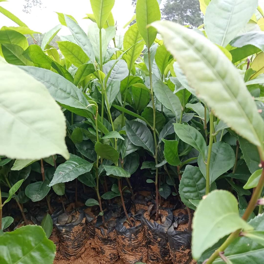 Combo 5 Bầu Giống Chè Xanh Thái Nguyên