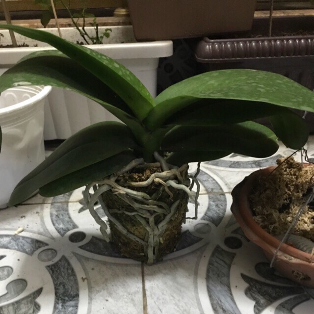 Lan hồ điệp