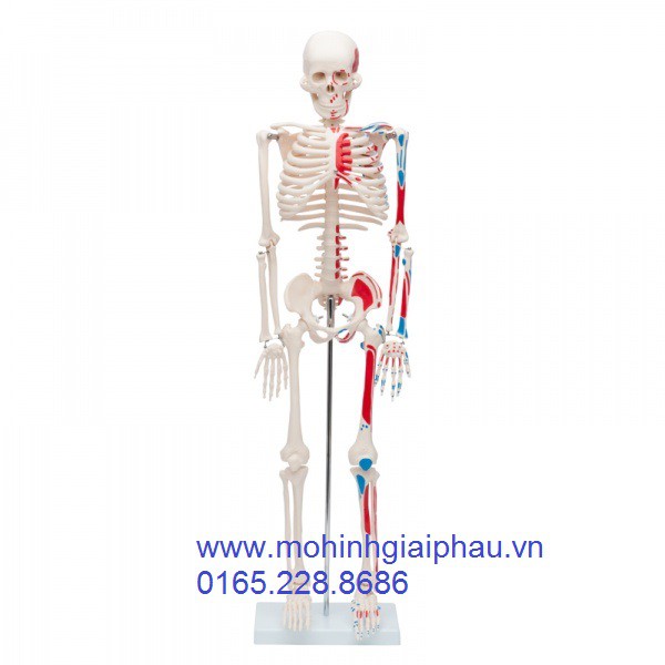 Mô hình giải phẫu bộ xương người 1 bên sơn cơ