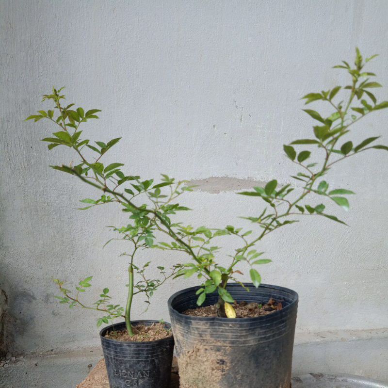 combo 4 cây hoa hồng leo rủ