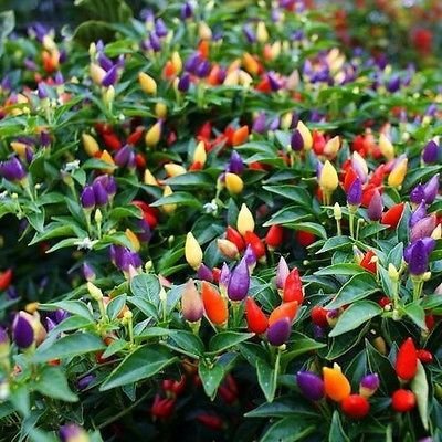 Hạt giống Ớt Kiểng 7 Màu gói 30 hạt