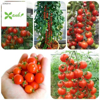 Hạt giống Cà Chua Bi Chùm 30 Hạt