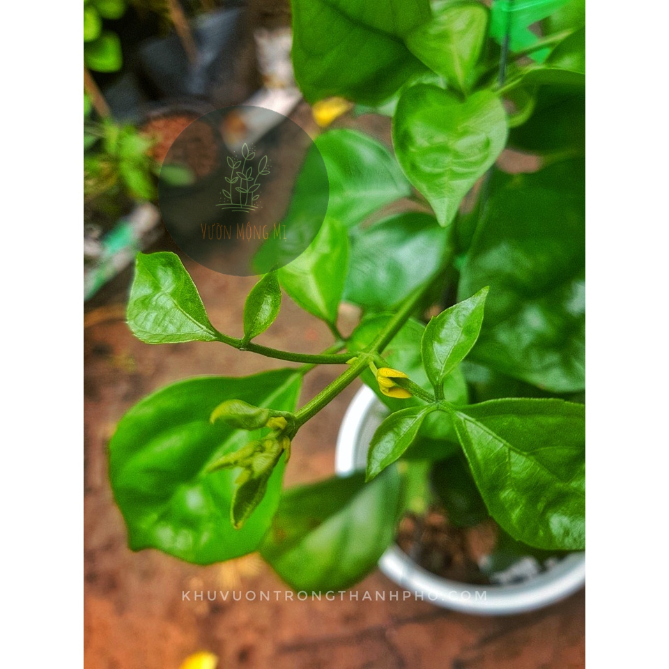 Cây lan hoàng dương giống thái