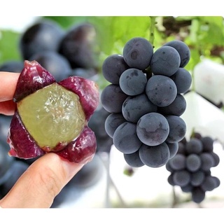 Cây giống Nho Kyoho