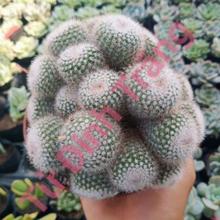 Xương rồng Tử Đinh Trắng