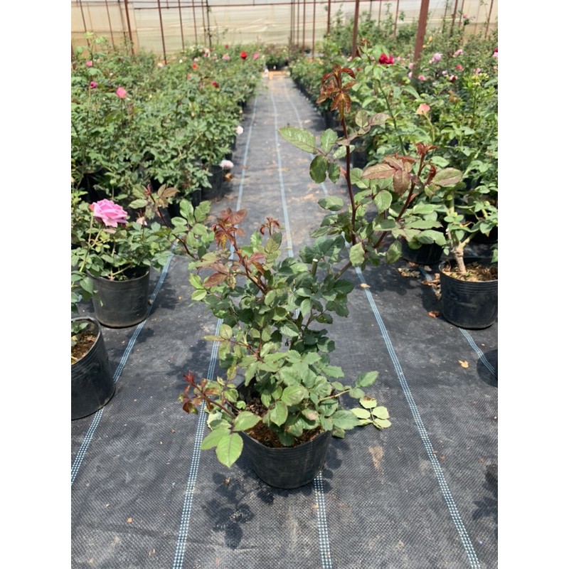 Hoa hồng leo Doctuer Massad - cây nguyên chậu cao 50-60cm. thienan22916