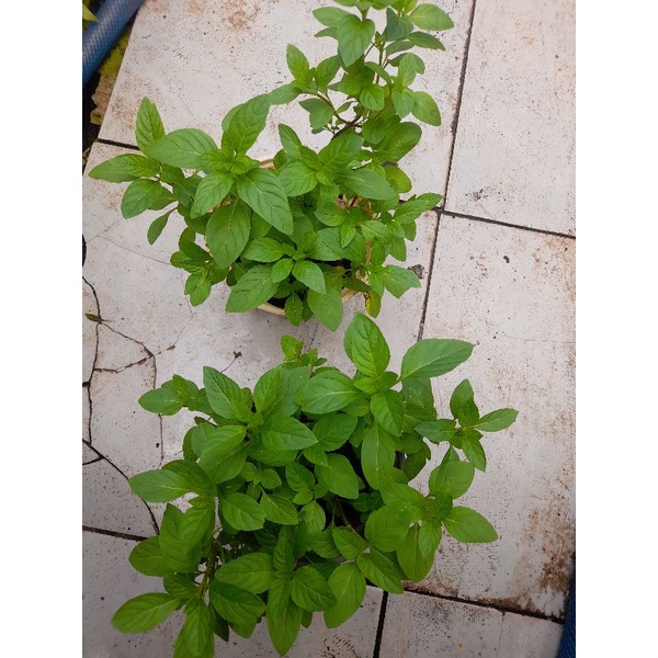 Chậu rau gia vị húng cây, húng trắng trồng hữu cơ, thu hoạch liền tại tp HCM. Chỉ giao hỏa tốc