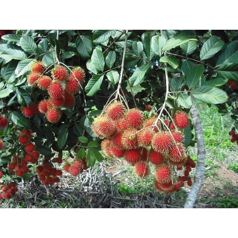 Cây giống chôm chôm thái ươm hạt