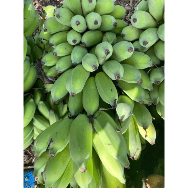 2kg chuối xiêm  nhà trồng