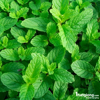 Hạt giống Húng bạc hà