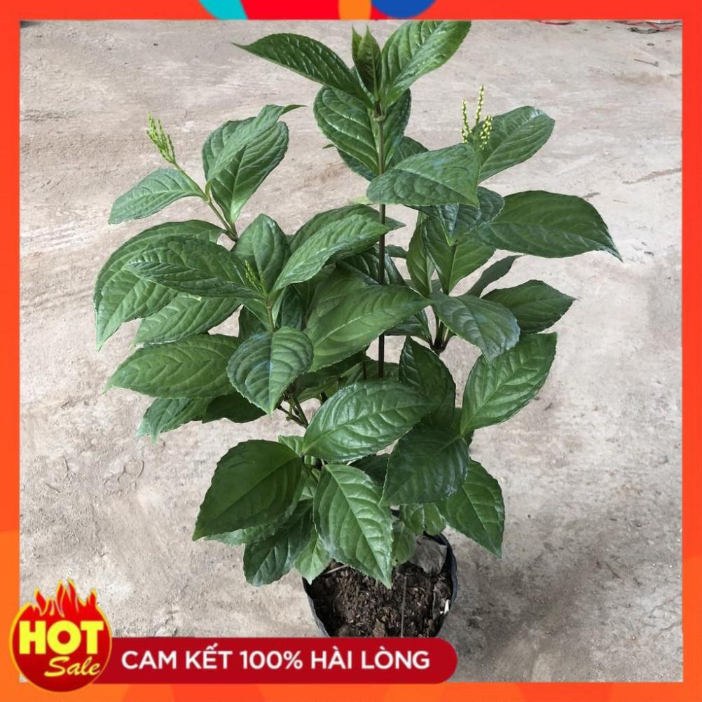Cây hoa SÓI nhiều cành sum suê đã có hoa mùi hương cực thơm và dễ chịu@