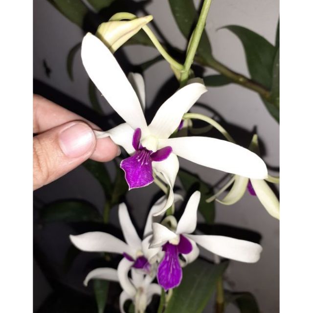 Hoa lan denro nắng bà liễu