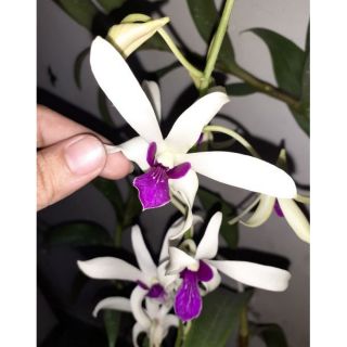 Hoa lan denro nắng bà liễu ( cây giống)